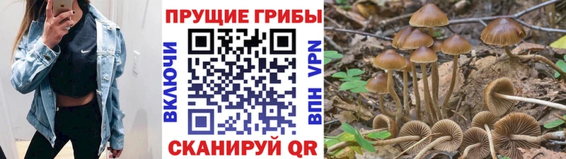 Галлюциногенные грибы Magic Shrooms  купить наркотики сайты  Биробиджан 